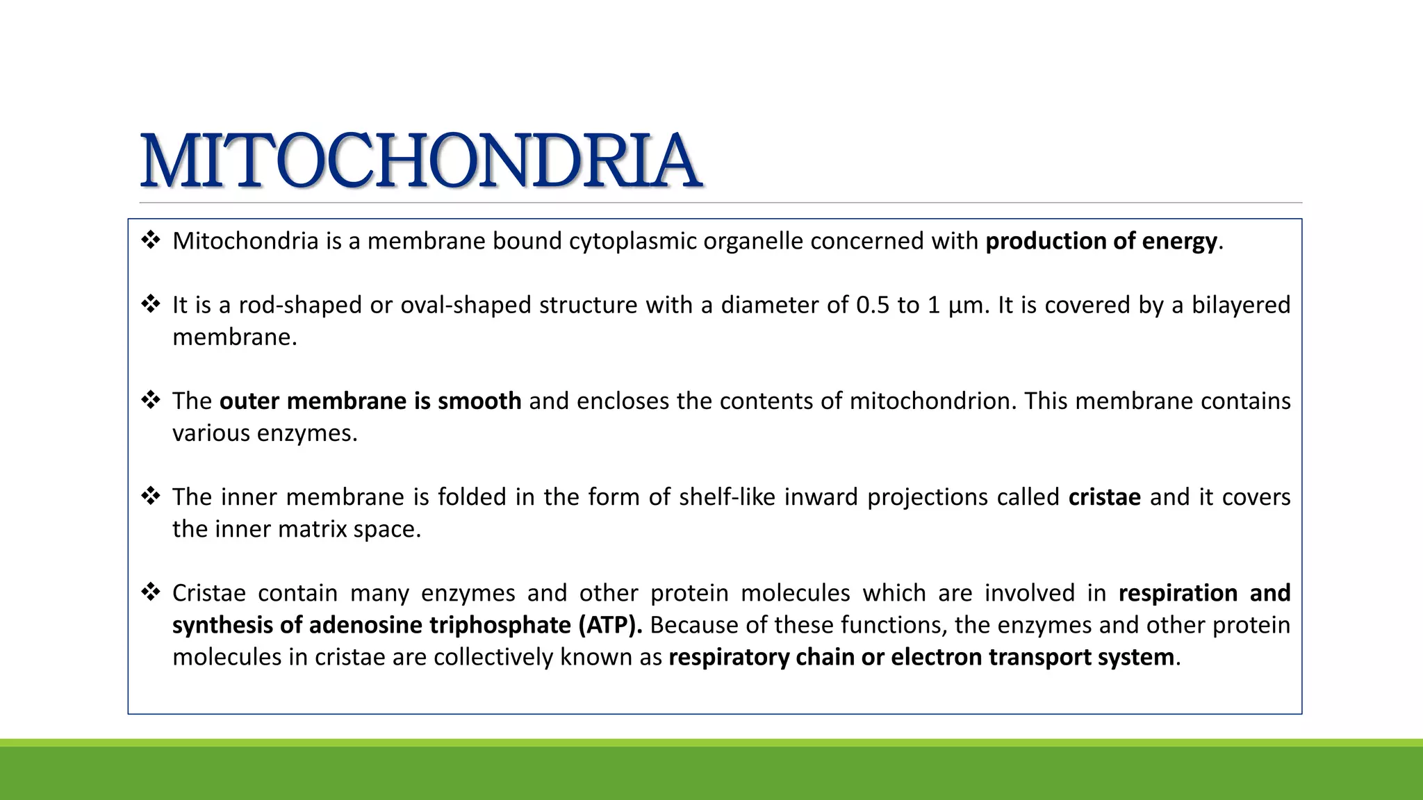 MITOCHONDRIA
 Mitochondria is a membrane bound cytoplasmic organelle concerned with production of energy.
 It is a rod-shaped or oval-shaped structure with a diameter of 0.5 to 1 μm. It is covered by a bilayered
membrane.
 The outer membrane is smooth and encloses the contents of mitochondrion. This membrane contains
various enzymes.
 The inner membrane is folded in the form of shelf-like inward projections called cristae and it covers
the inner matrix space.
 Cristae contain many enzymes and other protein molecules which are involved in respiration and
synthesis of adenosine triphosphate (ATP). Because of these functions, the enzymes and other protein
molecules in cristae are collectively known as respiratory chain or electron transport system.
 