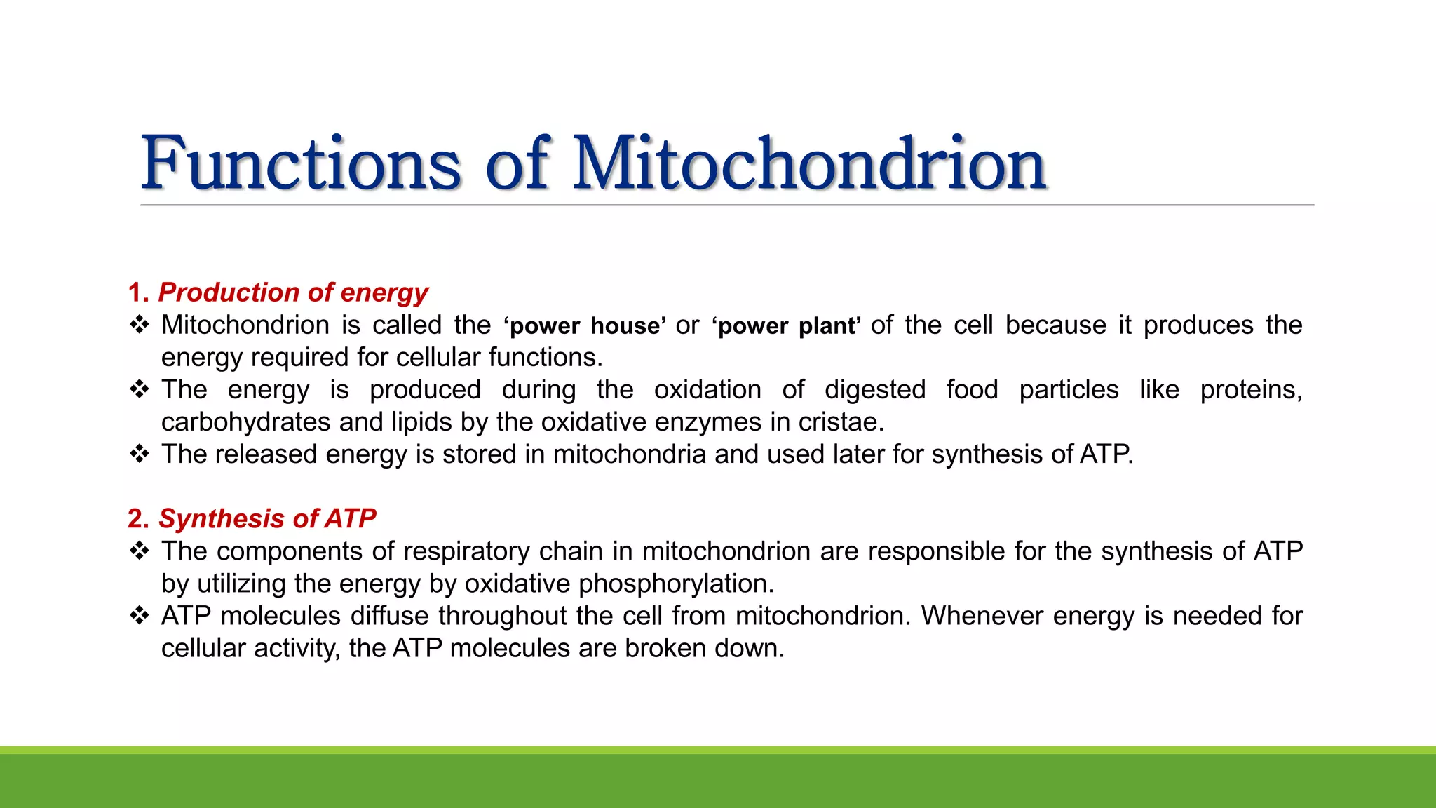 Functions of Mitochondrion
1. Production of energy
 Mitochondrion is called the ‘power house’ or ‘power plant’ of the cell because it produces the
energy required for cellular functions.
 The energy is produced during the oxidation of digested food particles like proteins,
carbohydrates and lipids by the oxidative enzymes in cristae.
 The released energy is stored in mitochondria and used later for synthesis of ATP.
2. Synthesis of ATP
 The components of respiratory chain in mitochondrion are responsible for the synthesis of ATP
by utilizing the energy by oxidative phosphorylation.
 ATP molecules diffuse throughout the cell from mitochondrion. Whenever energy is needed for
cellular activity, the ATP molecules are broken down.
 