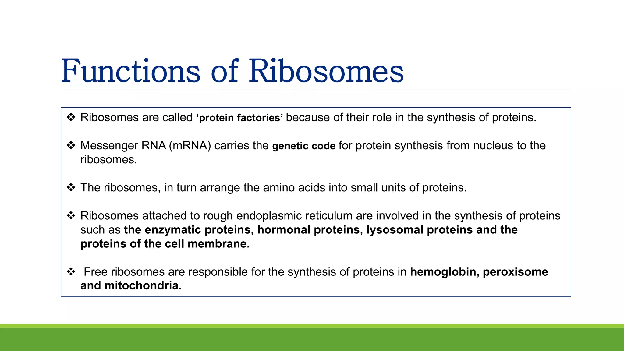 Functions of Ribosomes
 Ribosomes are called ‘protein factories’ because of their role in the synthesis of proteins.
 Messenger RNA (mRNA) carries the genetic code for protein synthesis from nucleus to the
ribosomes.
 The ribosomes, in turn arrange the amino acids into small units of proteins.
 Ribosomes attached to rough endoplasmic reticulum are involved in the synthesis of proteins
such as the enzymatic proteins, hormonal proteins, lysosomal proteins and the
proteins of the cell membrane.
 Free ribosomes are responsible for the synthesis of proteins in hemoglobin, peroxisome
and mitochondria.
 