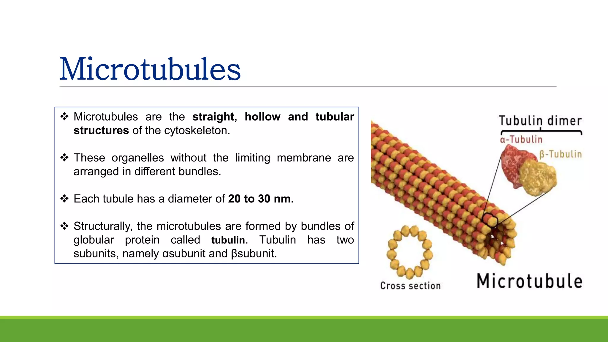 Microtubules
 Microtubules are the straight, hollow and tubular
structures of the cytoskeleton.
 These organelles without the limiting membrane are
arranged in different bundles.
 Each tubule has a diameter of 20 to 30 nm.
 Structurally, the microtubules are formed by bundles of
globular protein called tubulin. Tubulin has two
subunits, namely αsubunit and βsubunit.
 