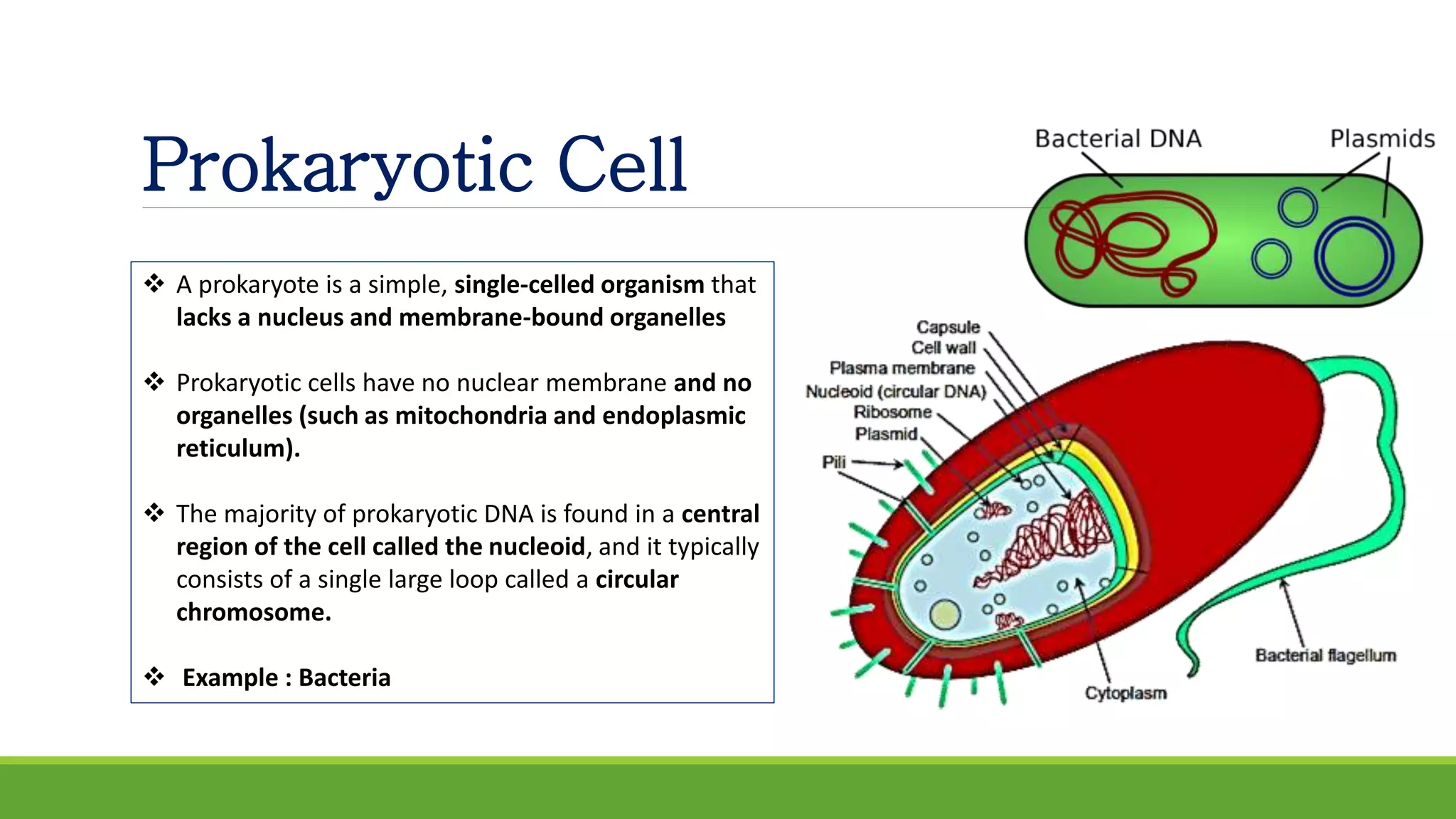 Prokaryotic Cell
 A prokaryote is a simple, single-celled organism that
lacks a nucleus and membrane-bound organelles
 Prokaryotic cells have no nuclear membrane and no
organelles (such as mitochondria and endoplasmic
reticulum).
 The majority of prokaryotic DNA is found in a central
region of the cell called the nucleoid, and it typically
consists of a single large loop called a circular
chromosome.
 Example : Bacteria
 