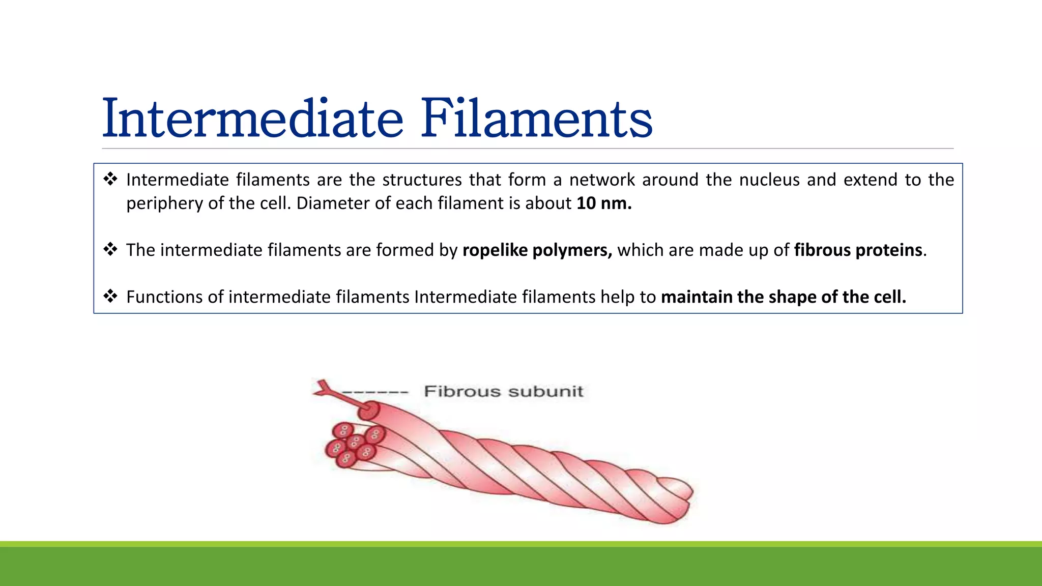 Intermediate Filaments
 Intermediate filaments are the structures that form a network around the nucleus and extend to the
periphery of the cell. Diameter of each filament is about 10 nm.
 The intermediate filaments are formed by ropelike polymers, which are made up of fibrous proteins.
 Functions of intermediate filaments Intermediate filaments help to maintain the shape of the cell.
 