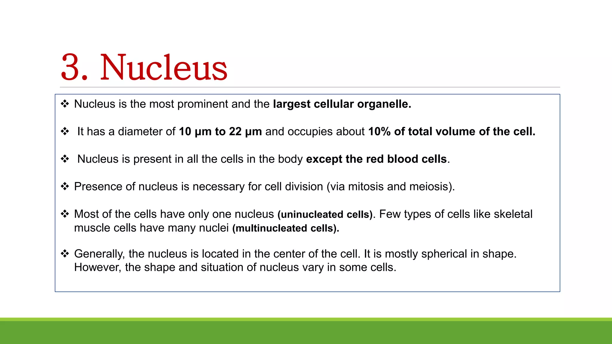 3. Nucleus
 Nucleus is the most prominent and the largest cellular organelle.
 It has a diameter of 10 μm to 22 μm and occupies about 10% of total volume of the cell.
 Nucleus is present in all the cells in the body except the red blood cells.
 Presence of nucleus is necessary for cell division (via mitosis and meiosis).
 Most of the cells have only one nucleus (uninucleated cells). Few types of cells like skeletal
muscle cells have many nuclei (multinucleated cells).
 Generally, the nucleus is located in the center of the cell. It is mostly spherical in shape.
However, the shape and situation of nucleus vary in some cells.
 
