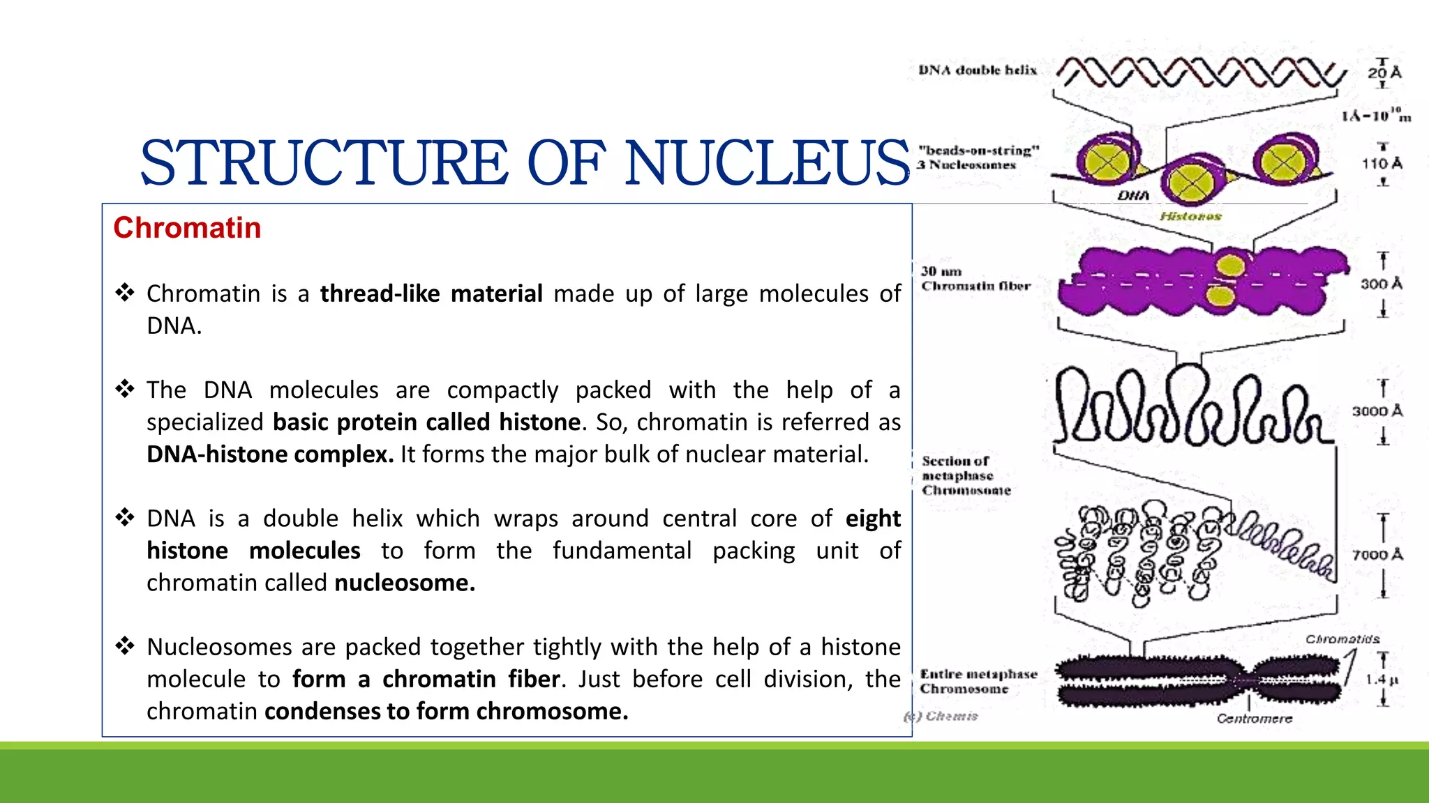 STRUCTURE OF NUCLEUS
Chromatin
 Chromatin is a thread-like material made up of large molecules of
DNA.
 The DNA molecules are compactly packed with the help of a
specialized basic protein called histone. So, chromatin is referred as
DNA-histone complex. It forms the major bulk of nuclear material.
 DNA is a double helix which wraps around central core of eight
histone molecules to form the fundamental packing unit of
chromatin called nucleosome.
 Nucleosomes are packed together tightly with the help of a histone
molecule to form a chromatin fiber. Just before cell division, the
chromatin condenses to form chromosome.
 