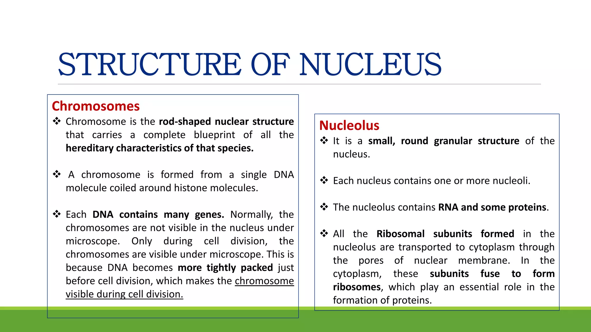 STRUCTURE OF NUCLEUS
Chromosomes
 Chromosome is the rod-shaped nuclear structure
that carries a complete blueprint of all the
hereditary characteristics of that species.
 A chromosome is formed from a single DNA
molecule coiled around histone molecules.
 Each DNA contains many genes. Normally, the
chromosomes are not visible in the nucleus under
microscope. Only during cell division, the
chromosomes are visible under microscope. This is
because DNA becomes more tightly packed just
before cell division, which makes the chromosome
visible during cell division.
Nucleolus
 It is a small, round granular structure of the
nucleus.
 Each nucleus contains one or more nucleoli.
 The nucleolus contains RNA and some proteins.
 All the Ribosomal subunits formed in the
nucleolus are transported to cytoplasm through
the pores of nuclear membrane. In the
cytoplasm, these subunits fuse to form
ribosomes, which play an essential role in the
formation of proteins.
 