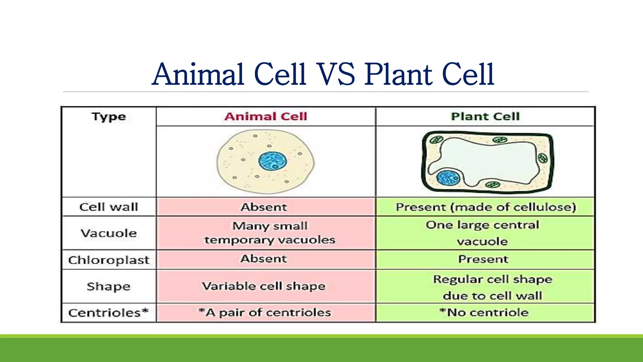 Animal Cell VS Plant Cell
 