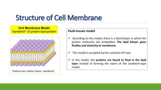 Structure of Cell Membrane
Fluid mosaic model
 According to this model, there is a lipid bilayer in which the
protein molecules are embedded. The lipid bilayer gives
fluidity and elasticity to membrane.
 This model is accepted by the scientists till now.
 In this model, the proteins are found to float in the lipid
layer instead of forming the layers of the sandwich-type
model.
Unit Membrane Model
"sandwich" of protein-lipid-protein
 