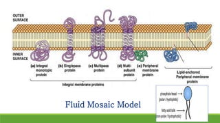 Fluid Mosaic Model
 