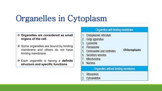 Organelles in Cytoplasm
 Organelles are considered as small
organs of the cell.
 Some organelles are bound by limiting
membrane and others do not have
limiting membrane.
 Each organelle is having a definite
structure and specific functions
Chloroplasts
 