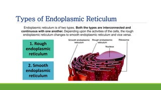 Types of Endoplasmic Reticulum
Endoplasmic reticulum is of two types. Both the types are interconnected and
continuous with one another. Depending upon the activities of the cells, the rough
endoplasmic reticulum changes to smooth endoplasmic reticulum and vice versa.
1. Rough
endoplasmic
reticulum
2. Smooth
endoplasmic
reticulum
 