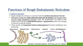 Functions of Rough Endoplasmic Reticulum
1. Synthesis of proteins
 Rough endoplasmic reticulum is concerned with the synthesis of proteins in the cell.
 Ribosomes arrange the amino acids into small units of proteins and transport them
into the rough endoplasmic reticulum. Here, the carbohydrates are added to the
protein units forming the glycosylated proteins or glycoproteins, which are arranged
in the form of reticular vesicles.
 These vesicles are transported mainly to Golgi apparatus for further modification and
processing.
 