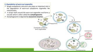 2. Degradation of worn-out organelles
 Rough endoplasmic reticulum also plays an important role in
the degradation of worn-out cytoplasmic organelles like
mitochondria.
 It wraps itself around the worn-out organelles and forms a
vacuole which is often called the autophagosome.
 Autophagosome is digested by lysosomal enzymes.
 