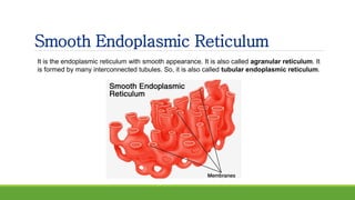Smooth Endoplasmic Reticulum
It is the endoplasmic reticulum with smooth appearance. It is also called agranular reticulum. It
is formed by many interconnected tubules. So, it is also called tubular endoplasmic reticulum.
 
