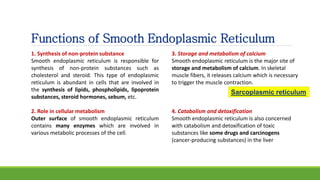 Functions of Smooth Endoplasmic Reticulum
1. Synthesis of non-protein substance
Smooth endoplasmic reticulum is responsible for
synthesis of non-protein substances such as
cholesterol and steroid. This type of endoplasmic
reticulum is abundant in cells that are involved in
the synthesis of lipids, phospholipids, lipoprotein
substances, steroid hormones, sebum, etc.
2. Role in cellular metabolism
Outer surface of smooth endoplasmic reticulum
contains many enzymes which are involved in
various metabolic processes of the cell.
3. Storage and metabolism of calcium
Smooth endoplasmic reticulum is the major site of
storage and metabolism of calcium. In skeletal
muscle fibers, it releases calcium which is necessary
to trigger the muscle contraction.
4. Catabolism and detoxification
Smooth endoplasmic reticulum is also concerned
with catabolism and detoxification of toxic
substances like some drugs and carcinogens
(cancer-producing substances) in the liver
Sarcoplasmic reticulum
 
