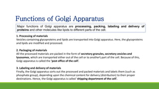 Functions of Golgi Apparatus
Major functions of Golgi apparatus are processing, packing, labeling and delivery of
proteins and other molecules like lipids to different parts of the cell.
1. Processing of materials
Vesicles containing glycoproteins and lipids are transported into Golgi apparatus. Here, the glycoproteins
and lipids are modified and processed.
2. Packaging of materials
All the processed materials are packed in the form of secretory granules, secretory vesicles and
lysosomes, which are transported either out of the cell or to another part of the cell. Because of this,
Golgi apparatus is called the ‘post office of the cell’.
3. Labeling and delivery of materials
Finally, the Golgi apparatus sorts out the processed and packed materials and labels them (such as
phosphate group), depending upon the chemical content for delivery (distribution) to their proper
destinations. Hence, the Golgi apparatus is called ‘shipping department of the cell’.
 