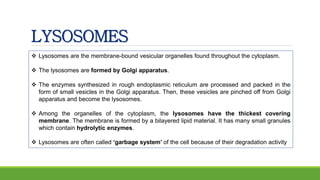 LYSOSOMES
 Lysosomes are the membrane-bound vesicular organelles found throughout the cytoplasm.
 The lysosomes are formed by Golgi apparatus.
 The enzymes synthesized in rough endoplasmic reticulum are processed and packed in the
form of small vesicles in the Golgi apparatus. Then, these vesicles are pinched off from Golgi
apparatus and become the lysosomes.
 Among the organelles of the cytoplasm, the lysosomes have the thickest covering
membrane. The membrane is formed by a bilayered lipid material. It has many small granules
which contain hydrolytic enzymes.
 Lysosomes are often called ‘garbage system’ of the cell because of their degradation activity
 