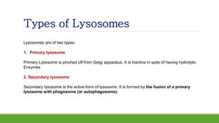 Types of Lysosomes
Lysosomes are of two types:
1. Primary lysosome
Primary Lysosome is pinched off from Golgi apparatus. It is inactive in spite of having hydrolytic
Enzymes
2. Secondary lysosome
Secondary lysosome is the active form of lysosome. It is formed by the fusion of a primary
lysosome with phagosome (or autophagosome).
 