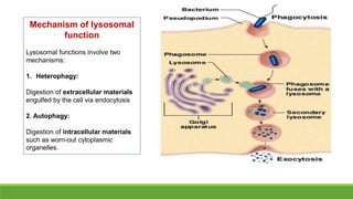 Mechanism of lysosomal
function
Lysosomal functions involve two
mechanisms:
1. Heterophagy:
Digestion of extracellular materials
engulfed by the cell via endocytosis
2. Autophagy:
Digestion of intracellular materials
such as worn-out cytoplasmic
organelles.
 