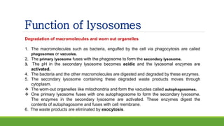 Function of lysosomes
Degradation of macromolecules and worn out organelles
1. The macromolecules such as bacteria, engulfed by the cell via phagocytosis are called
phagosomes or vacuoles.
2. The primary lysosome fuses with the phagosome to form the secondary lysosome.
3. The pH in the secondary lysosome becomes acidic and the lysosomal enzymes are
activated.
4. The bacteria and the other macromolecules are digested and degraded by these enzymes.
5. The secondary lysosome containing these degraded waste products moves through
cytoplasm.
 The worn-out organelles like mitochondria and form the vacuoles called autophagosomes.
 One primary lysosome fuses with one autophagosome to form the secondary lysosome.
The enzymes in the secondary lysosome are activated. These enzymes digest the
contents of autophagosome and fuses with cell membrane.
6. The waste products are eliminated by exocytosis.
 
