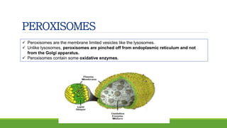 PEROXISOMES
 Peroxisomes are the membrane limited vesicles like the lysosomes.
 Unlike lysosomes, peroxisomes are pinched off from endoplasmic reticulum and not
from the Golgi apparatus.
 Peroxisomes contain some oxidative enzymes.
 