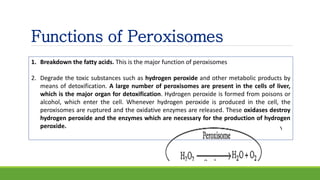 Functions of Peroxisomes
1. Breakdown the fatty acids. This is the major function of peroxisomes
2. Degrade the toxic substances such as hydrogen peroxide and other metabolic products by
means of detoxification. A large number of peroxisomes are present in the cells of liver,
which is the major organ for detoxification. Hydrogen peroxide is formed from poisons or
alcohol, which enter the cell. Whenever hydrogen peroxide is produced in the cell, the
peroxisomes are ruptured and the oxidative enzymes are released. These oxidases destroy
hydrogen peroxide and the enzymes which are necessary for the production of hydrogen
peroxide.
 