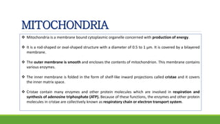 MITOCHONDRIA
 Mitochondria is a membrane bound cytoplasmic organelle concerned with production of energy.
 It is a rod-shaped or oval-shaped structure with a diameter of 0.5 to 1 μm. It is covered by a bilayered
membrane.
 The outer membrane is smooth and encloses the contents of mitochondrion. This membrane contains
various enzymes.
 The inner membrane is folded in the form of shelf-like inward projections called cristae and it covers
the inner matrix space.
 Cristae contain many enzymes and other protein molecules which are involved in respiration and
synthesis of adenosine triphosphate (ATP). Because of these functions, the enzymes and other protein
molecules in cristae are collectively known as respiratory chain or electron transport system.
 