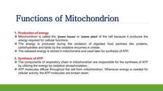 Functions of Mitochondrion
1. Production of energy
 Mitochondrion is called the ‘power house’ or ‘power plant’ of the cell because it produces the
energy required for cellular functions.
 The energy is produced during the oxidation of digested food particles like proteins,
carbohydrates and lipids by the oxidative enzymes in cristae.
 The released energy is stored in mitochondria and used later for synthesis of ATP.
2. Synthesis of ATP
 The components of respiratory chain in mitochondrion are responsible for the synthesis of ATP
by utilizing the energy by oxidative phosphorylation.
 ATP molecules diffuse throughout the cell from mitochondrion. Whenever energy is needed for
cellular activity, the ATP molecules are broken down.
 