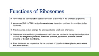 Functions of Ribosomes
 Ribosomes are called ‘protein factories’ because of their role in the synthesis of proteins.
 Messenger RNA (mRNA) carries the genetic code for protein synthesis from nucleus to the
ribosomes.
 The ribosomes, in turn arrange the amino acids into small units of proteins.
 Ribosomes attached to rough endoplasmic reticulum are involved in the synthesis of proteins
such as the enzymatic proteins, hormonal proteins, lysosomal proteins and the
proteins of the cell membrane.
 Free ribosomes are responsible for the synthesis of proteins in hemoglobin, peroxisome
and mitochondria.
 