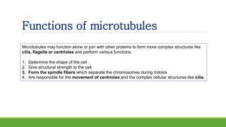 Functions of microtubules
Microtubules may function alone or join with other proteins to form more complex structures like
cilia, flagella or centrioles and perform various functions.
1. Determine the shape of the cell
2. Give structural strength to the cell
3. Form the spindle fibers which separate the chromosomes during mitosis
4. Are responsible for the movement of centrioles and the complex cellular structures like cilia.
 