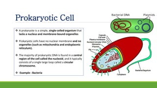 Prokaryotic Cell
 A prokaryote is a simple, single-celled organism that
lacks a nucleus and membrane-bound organelles
 Prokaryotic cells have no nuclear membrane and no
organelles (such as mitochondria and endoplasmic
reticulum).
 The majority of prokaryotic DNA is found in a central
region of the cell called the nucleoid, and it typically
consists of a single large loop called a circular
chromosome.
 Example : Bacteria
 