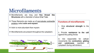 Microfilaments
 Microfilaments are long and fine thread like
Structures with a diameter of about 3 to 7 nm.
 These filaments are made up of non-tubular contractile
proteins called actin and myosin.
 Actin is more abundant than myosin.
 Microfilaments are present throughout the cytoplasm.
Functions of microfilaments
i. Give structural strength to the
cell
ii. Provide resistance to the cell
against the pulling forces
iii. Are responsible for cellular
movements like contraction, gliding
and cytokinesis (partition of
cytoplasm during cell division)
 
