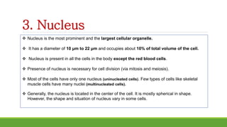 3. Nucleus
 Nucleus is the most prominent and the largest cellular organelle.
 It has a diameter of 10 μm to 22 μm and occupies about 10% of total volume of the cell.
 Nucleus is present in all the cells in the body except the red blood cells.
 Presence of nucleus is necessary for cell division (via mitosis and meiosis).
 Most of the cells have only one nucleus (uninucleated cells). Few types of cells like skeletal
muscle cells have many nuclei (multinucleated cells).
 Generally, the nucleus is located in the center of the cell. It is mostly spherical in shape.
However, the shape and situation of nucleus vary in some cells.
 