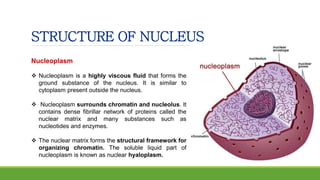 STRUCTURE OF NUCLEUS
Nucleoplasm
 Nucleoplasm is a highly viscous fluid that forms the
ground substance of the nucleus. It is similar to
cytoplasm present outside the nucleus.
 Nucleoplasm surrounds chromatin and nucleolus. It
contains dense fibrillar network of proteins called the
nuclear matrix and many substances such as
nucleotides and enzymes.
 The nuclear matrix forms the structural framework for
organizing chromatin. The soluble liquid part of
nucleoplasm is known as nuclear hyaloplasm.
 