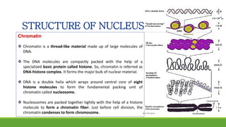 STRUCTURE OF NUCLEUS
Chromatin
 Chromatin is a thread-like material made up of large molecules of
DNA.
 The DNA molecules are compactly packed with the help of a
specialized basic protein called histone. So, chromatin is referred as
DNA-histone complex. It forms the major bulk of nuclear material.
 DNA is a double helix which wraps around central core of eight
histone molecules to form the fundamental packing unit of
chromatin called nucleosome.
 Nucleosomes are packed together tightly with the help of a histone
molecule to form a chromatin fiber. Just before cell division, the
chromatin condenses to form chromosome.
 