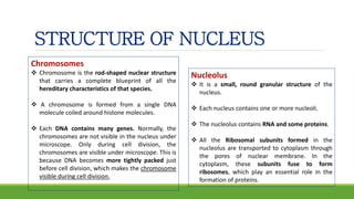STRUCTURE OF NUCLEUS
Chromosomes
 Chromosome is the rod-shaped nuclear structure
that carries a complete blueprint of all the
hereditary characteristics of that species.
 A chromosome is formed from a single DNA
molecule coiled around histone molecules.
 Each DNA contains many genes. Normally, the
chromosomes are not visible in the nucleus under
microscope. Only during cell division, the
chromosomes are visible under microscope. This is
because DNA becomes more tightly packed just
before cell division, which makes the chromosome
visible during cell division.
Nucleolus
 It is a small, round granular structure of the
nucleus.
 Each nucleus contains one or more nucleoli.
 The nucleolus contains RNA and some proteins.
 All the Ribosomal subunits formed in the
nucleolus are transported to cytoplasm through
the pores of nuclear membrane. In the
cytoplasm, these subunits fuse to form
ribosomes, which play an essential role in the
formation of proteins.
 