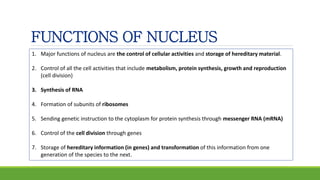 FUNCTIONS OF NUCLEUS
1. Major functions of nucleus are the control of cellular activities and storage of hereditary material.
2. Control of all the cell activities that include metabolism, protein synthesis, growth and reproduction
(cell division)
3. Synthesis of RNA
4. Formation of subunits of ribosomes
5. Sending genetic instruction to the cytoplasm for protein synthesis through messenger RNA (mRNA)
6. Control of the cell division through genes
7. Storage of hereditary information (in genes) and transformation of this information from one
generation of the species to the next.
 