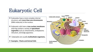 Eukaryotic Cell
 Eukaryotes have a more complex internal
structure, with more than one chromosome
(DNA molecule) in the nucleus.
 Eukaryotic cells have a true nuclear membrane
and may contain a variety of specialized
organelles such as mitochondria, endoplasmic
reticulum, and Golgi apparatus
 Eukaryotes are usually multicellular organisms.
 Examples : Plants and Animal Cells
 
