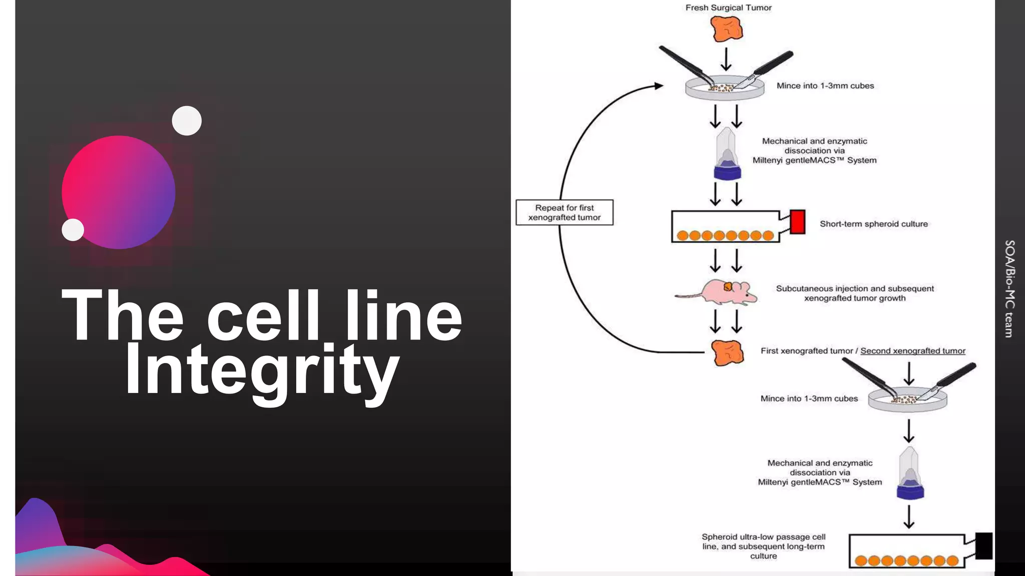 Cellular Integity Simple The cell line integrity | PPT