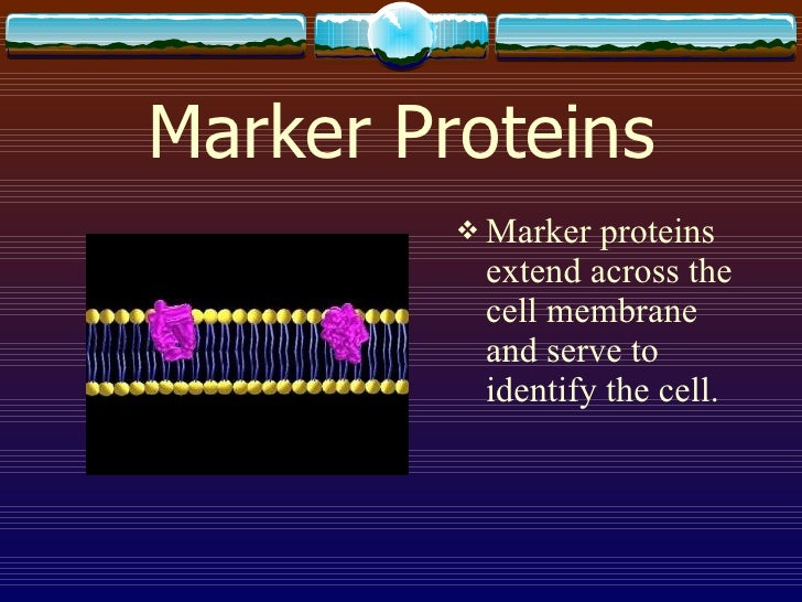 The Cell Membrane