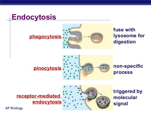 The cell membrane A microinsight of life.