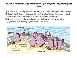 Review the Different components of the Lipid Bilayer by using the Diagram
below:
(1) Note the Phospholipid bilayer with is hydrophobic and hydrophilic portions.
(2) Note that cholesterol is present in both the leaflets and extends through
hydrophobic and hydrophilic potions of the cell membrane.
(3) Note the extracellular location of glycolipids where they form the
glycocalyx with there polysaccharide side chains.
 