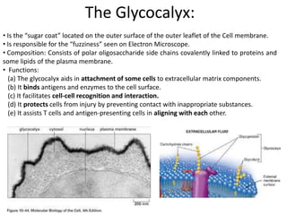 The Glycocalyx:
• Is the “sugar coat” located on the outer surface of the outer leaflet of the Cell membrane.
• Is responsible for the “fuzziness” seen on Electron Microscope.
• Composition: Consists of polar oligosaccharide side chains covalently linked to proteins and
some lipids of the plasma membrane.
• Functions:
(a) The glycocalyx aids in attachment of some cells to extracellular matrix components.
(b) It binds antigens and enzymes to the cell surface.
(c) It facilitates cell-cell recognition and interaction.
(d) It protects cells from injury by preventing contact with inappropriate substances.
(e) It assists T cells and antigen-presenting cells in aligning with each other.
 