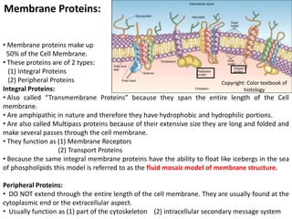 Membrane Proteins:
• Membrane proteins make up
50% of the Cell Membrane.
• These proteins are of 2 types:
(1) Integral Proteins
(2) Peripheral Proteins
Integral Proteins:
• Also called “Transmembrane Proteins” because they span the entire length of the Cell
membrane.
• Are amphipathic in nature and therefore they have hydrophobic and hydrophilic portions.
• Are also called Multipass proteins because of their extensive size they are long and folded and
make several passes through the cell membrane.
• They function as (1) Membrane Receptors
(2) Transport Proteins
• Because the same integral membrane proteins have the ability to float like icebergs in the sea
of phospholipids this model is referred to as the fluid mosaic model of membrane structure.
Peripheral Proteins:
• DO NOT extend through the entire length of the cell membrane. They are usually found at the
cytoplasmic end or the extracellular aspect.
• Usually function as (1) part of the cytoskeleton (2) intracellular secondary message system
Copyright: Color textbook of
histology
 