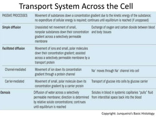 Transport System Across the Cell
Membrane:
Copyright: Junqueira’s Basic Histology
 