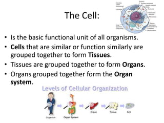 The Cell:
• Is the basic functional unit of all organisms.
• Cells that are similar or function similarly are
grouped together to form Tissues.
• Tissues are grouped together to form Organs.
• Organs grouped together form the Organ
system.
 