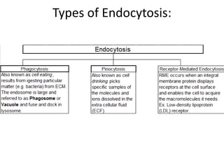 Types of Endocytosis:
 