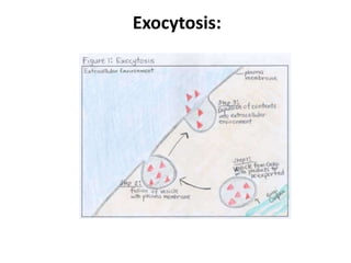 Exocytosis:
 