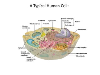 A Typical Human Cell:
 