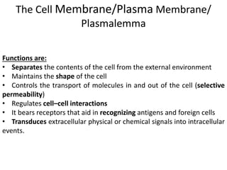 The Cell Membrane/Plasma Membrane/
Plasmalemma
Functions are:
• Separates the contents of the cell from the external environment
• Maintains the shape of the cell
• Controls the transport of molecules in and out of the cell (selective
permeability)
• Regulates cell–cell interactions
• It bears receptors that aid in recognizing antigens and foreign cells
• Transduces extracellular physical or chemical signals into intracellular
events.
 