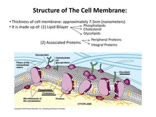 Structure of The Cell Membrane:
• Thickness of cell membrane: approximately 7.5nm (nanometers)
• It is made up of: (1) Lipid Bilayer
(2) Associated Proteins
Phospholipids
Cholesterol
Glycolipids
Integral Proteins
Peripheral Proteins
 